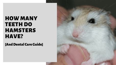 How Many Teeth Do Hamsters Have And Dental Care Guide Dental Care