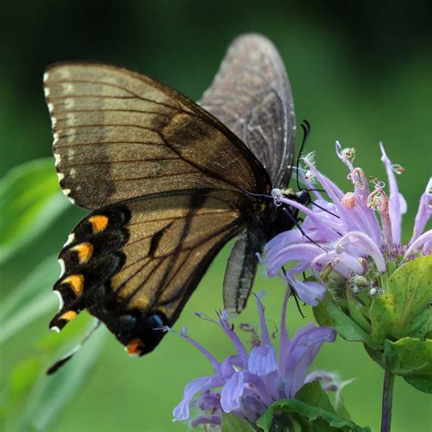 Female Eastern Tiger Swallowtails Papilio Celeste S Nature