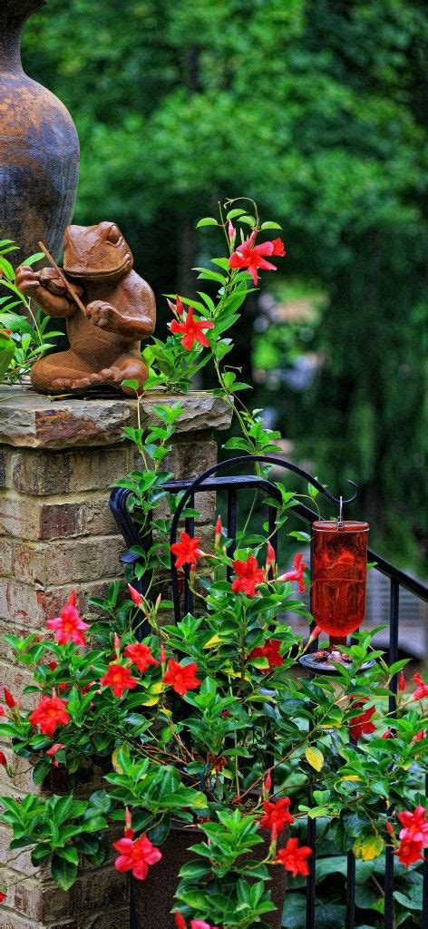 We did not find results for: Plant a Mandevilla around a hummingbird feeder, the large ...