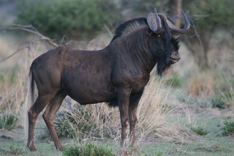 The Wildebeest Information And Basic Facts Animals Lover