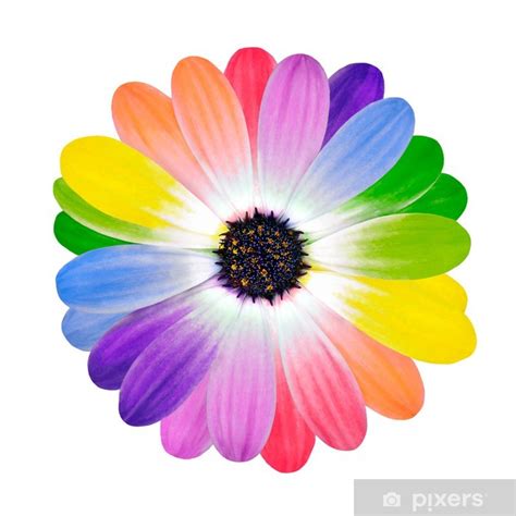 Sticker Rainbow Multi Colored Petals Of Daisy Flower Pixershk