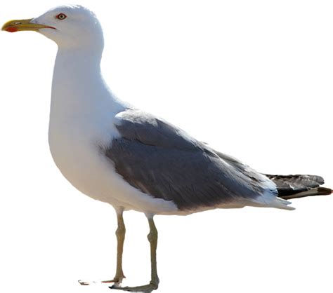Gull Png Image File Mouette Png Clip Art Library