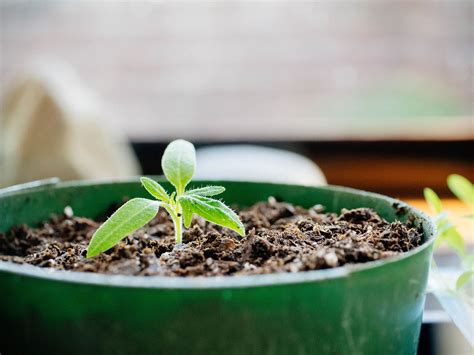 Check spelling or type a new query. How to Repot Tomato Seedlings for Bigger and Better Plants