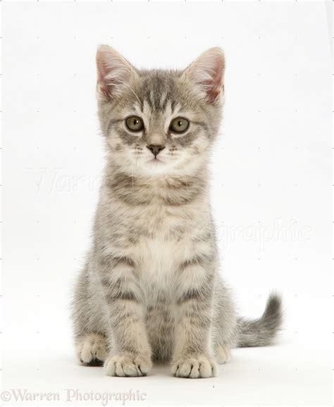 Grey Tabby Kitten Sitting Photo Wp27676