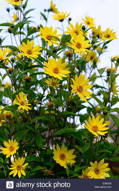 The flower has no petals. Tall Perennial Yellow Flowers Identification