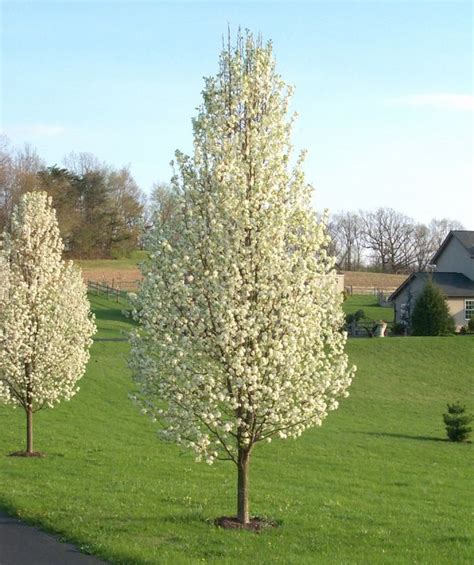 Cleveland Select Flowering Pear Backyard Trees Ornamental Pear Tree