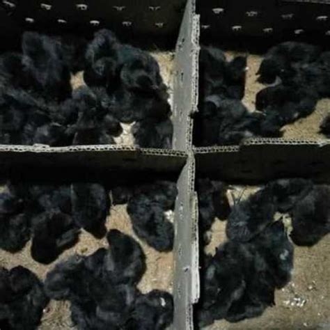 Pure Black Kadaknath Chicks Gender Both At Best Price In Bhiwani Tigrana Poultry Farm