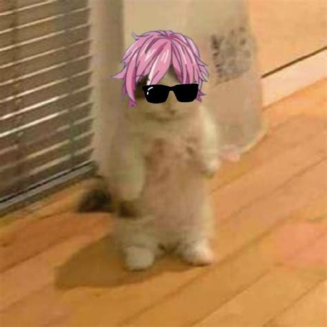 Anime Kitten Gato Anime Anime Chibi Kawaii Anime Cat Character
