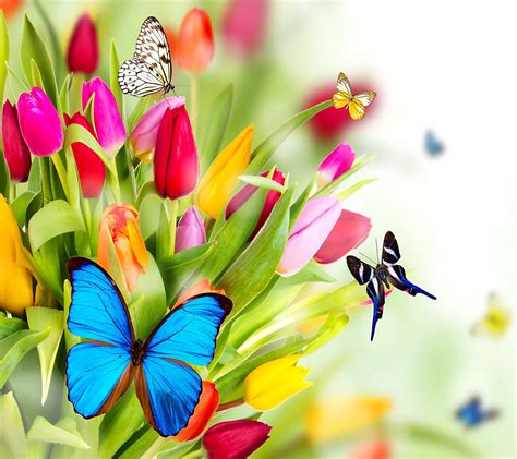Mariposas Y Tulipanes Coloridos Colorful Butterflies And Tulips 🦋🌷