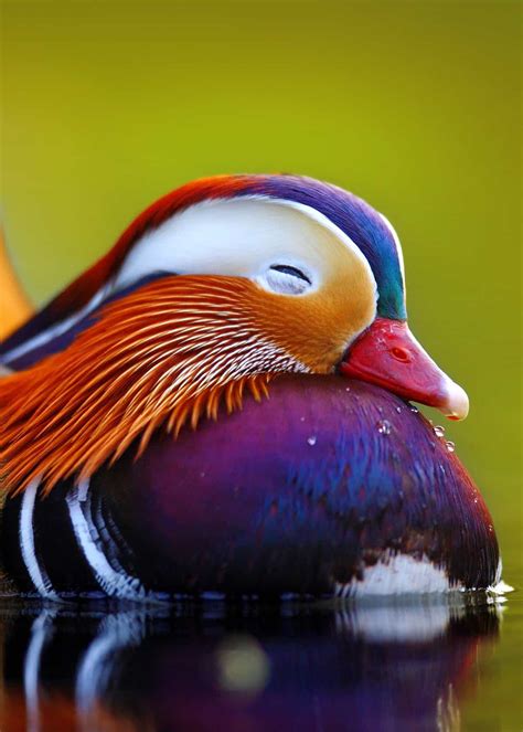 27 Mandarin Duck Facts You Need To Know