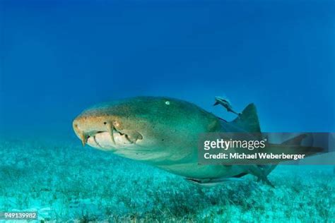 Shark Cleaner Fish Photos And Premium High Res Pictures Getty Images