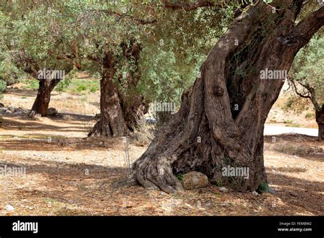 Olive Tree Old Thick Trunk Hi Res Stock Photography And Images Alamy