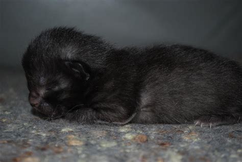 Sweet Baby Black Kitten Photograph By Michelle Cruz