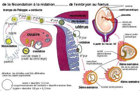 Deux Ovulation A Une Semaine D'intervalle - la grossesse et la maternité