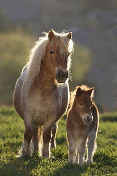 14 Mini Ponies Ideas Mini Pony Miniature Ponies Mini Horse