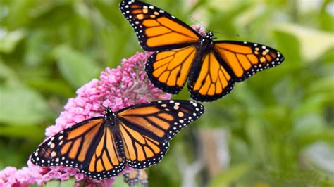 Male And Female Monarch Butterfly Desktop Hd Wallpaper 2560x1600