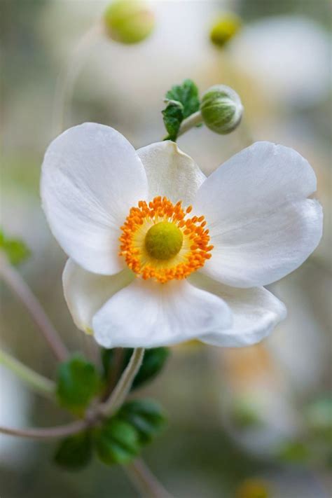 We did not find results for: Autumn Anemones | Best perennials for shade, Shade flowers ...