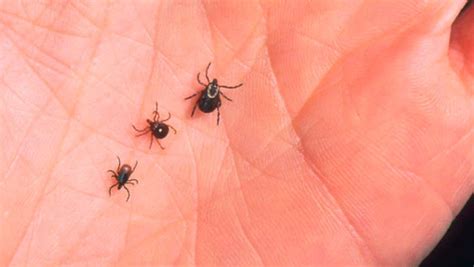 Little Known Tick Facts