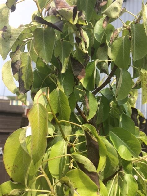 Pear Tree Disease Leaves Turning Black — Bbc Gardeners World Magazine