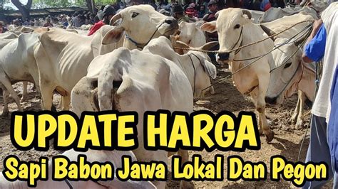 Update Harga Sapi Babon Jawa Lokal Dan Pegon Mulai Jutaan Di Pasar