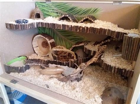 Here's my diy gerbil cage that i made for my two boys. Hamstercage, wood, DIY, nature | Hamster cages, Hamster habitat, Hamster toys