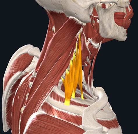 Anat1 Anterior Neck And Trunk Muscles Flashcards Quizlet