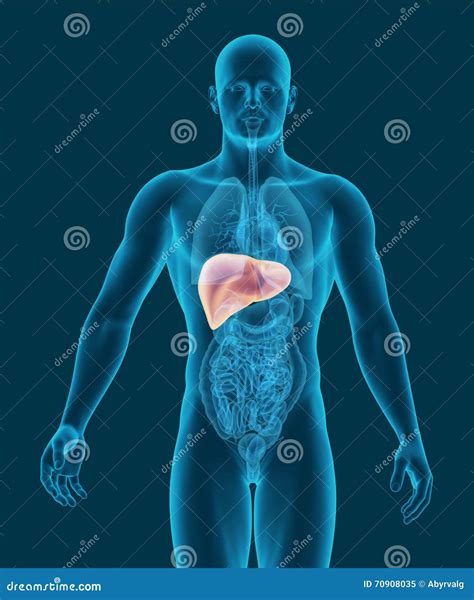 Anatomia Di Fegato Umano Con L Illustrazione Digestiva Degli Organi D