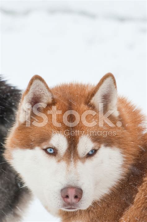Dog Sled Race Siberian Husky Stock Photo Royalty Free Freeimages