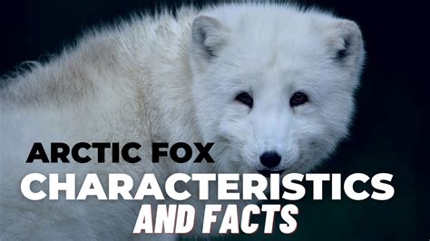 Arctic Fox Characteristics And Facts Youtube