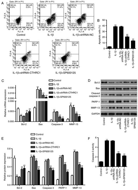 cthrc1 mediates il‑1β‑induced apoptosis in chondrocytes via jnk1 2 signaling