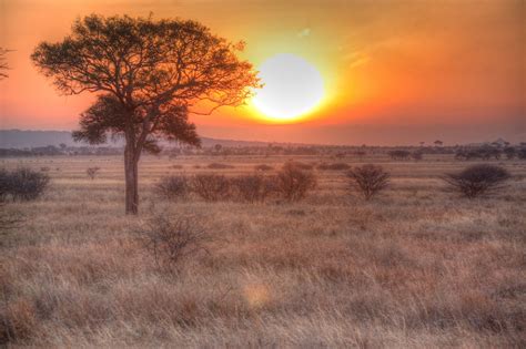 Wild Marula Tree And African Sunset Marula Africa African Sunset
