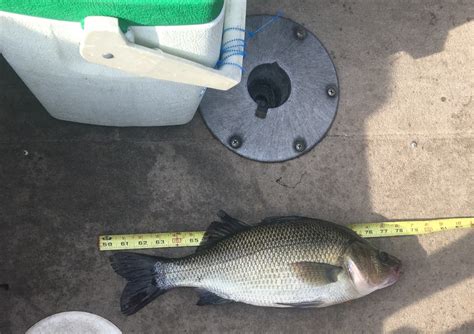 Teen Catches State Record White Perch At Crystal Lake Ellington Ct Patch