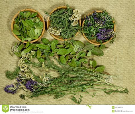 Set Of Healing Herbs Dry Herbs Herbal Medicine Phytotherapy M Stock