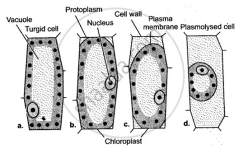 Give A Diagrammatic Representation Of Plasmolysis In A Cell Biology