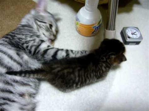 Cat Plays And Cleans With Fussy Kitten Jukin Licensing