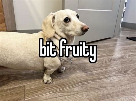 Bit Fruity Dog Memes Dogs Silly Dogs