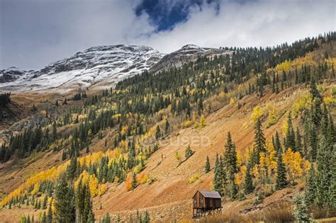 Autumn Trees On Remote Hillside Red Mountain Pass Colorado United