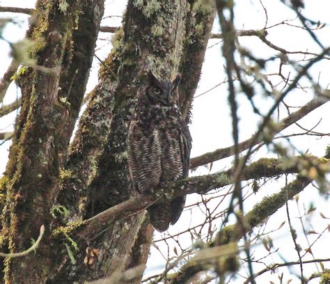 Great Horned Owl Nisqually Wildlife Refuge Olympia Wa