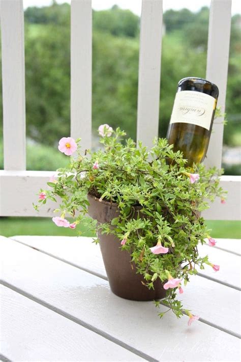 How To Water Plants While Away Self Watering Wine Bottle