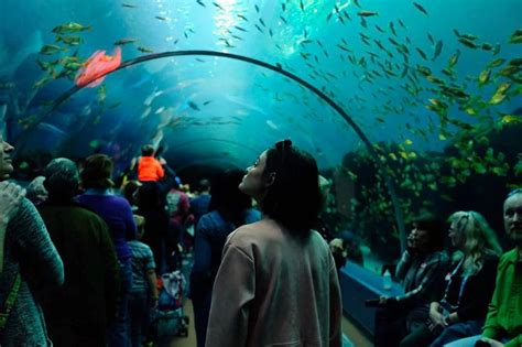 With 10 million gallons of water and more than 500 species of aquatic animals, the georgia aquarium is one of the largest aquariums in the united states. An Insider's Guide to the Georgia Aquarium | Official Georgia Tourism & Travel Website | Explore ...