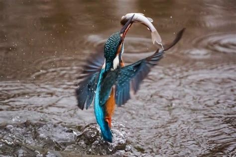13 Birds That Eat Fish With Photos Wildlife Informer