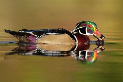 Wood Duck Eating Photograph By Jerry Fornarotto Fine Art America