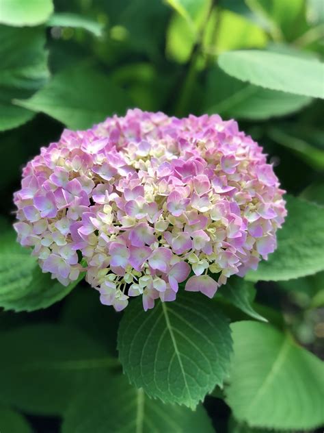 Hydrangea macrophylla is a species of flowering plant in the family hydrangeaceae, native to japan. Hydrangea | Plants, Hydrangea, Flowers