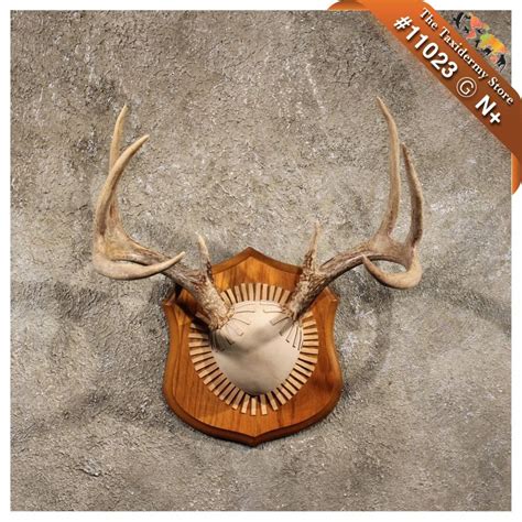 11049 V Whitetail Deer Head Taxidermy Mount On Plaque Ebay