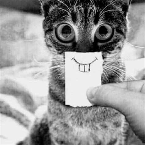 Pin By Tc Ayşegül Arslanboğan Özkal On Canlar Cute Cats And Kittens Cute Cats Funny Cat Pictures