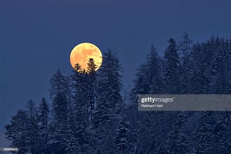 The Full Moon Rising Over A Winter Forest Tyrol Austria High Res Stock