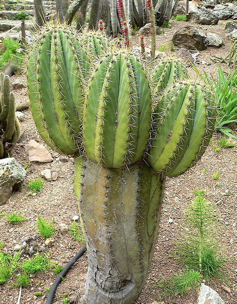 Trichocereus Terschekii Argentine Saguaro Seeds Cactus Plants