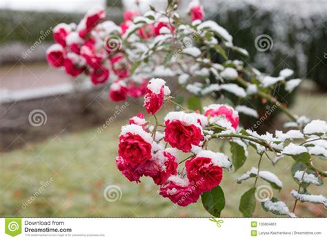 Garden Roses In The Snow Stock Image Image Of Christmas 103804861
