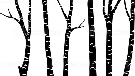 Birch Tree Black Png Illustration 8505901 Png