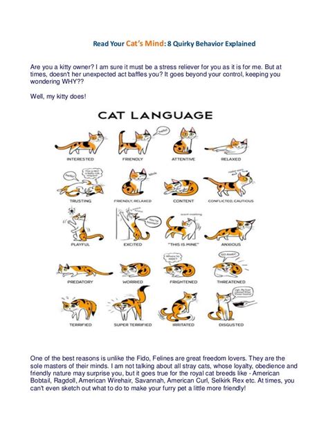 Cat Behavior 8 Quirky Behavior Explained